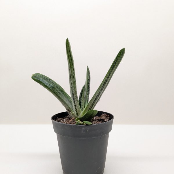 Potted succulent with long, pointed green leaves in a small black container on a plain white surface.