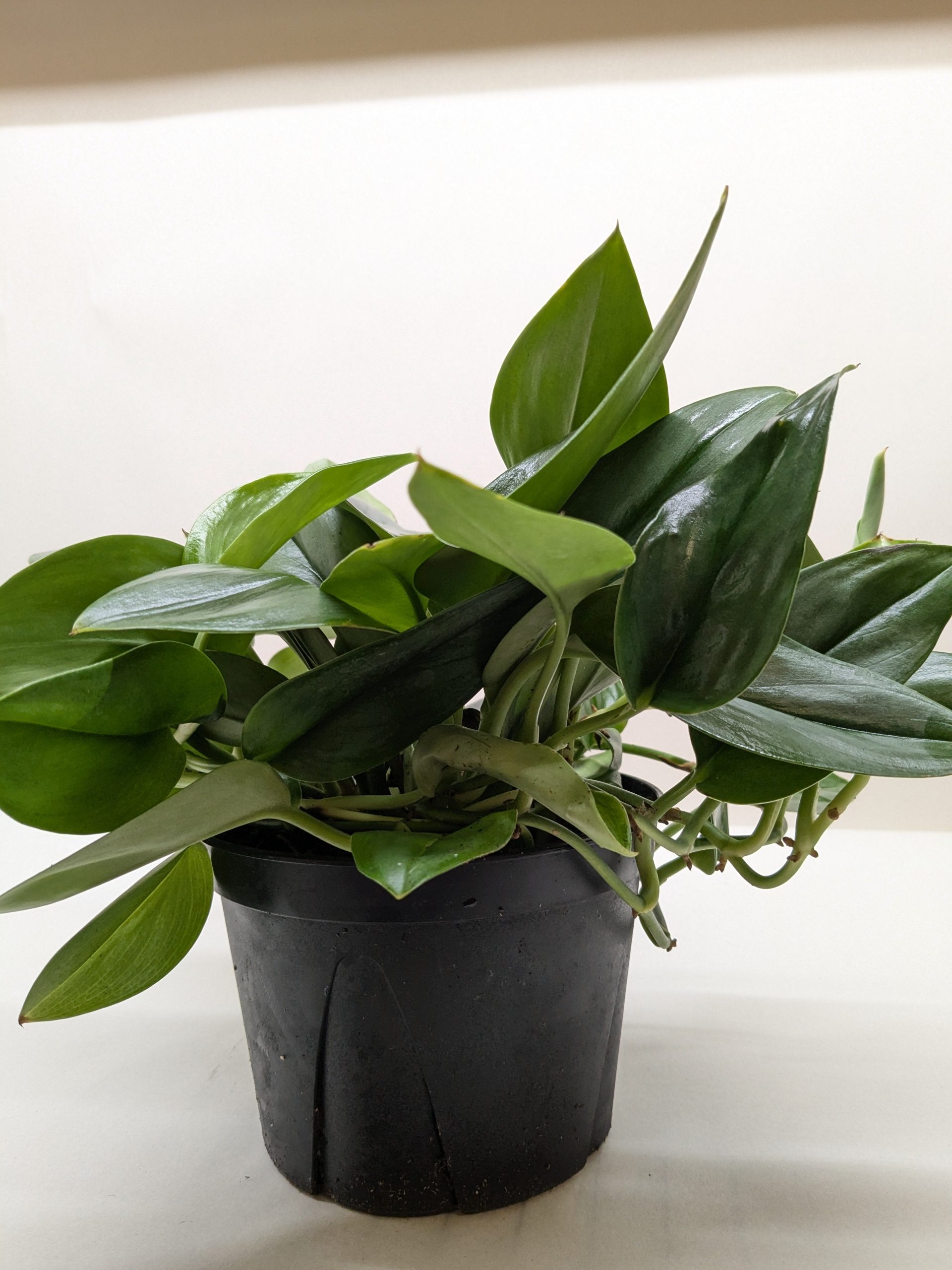 Scindapsus Platinum Java – Green Thumb Nursery