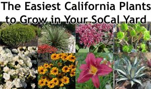 Collage of various California plants with text: "The Easiest California Plants to Grow in Your SoCal Yard.