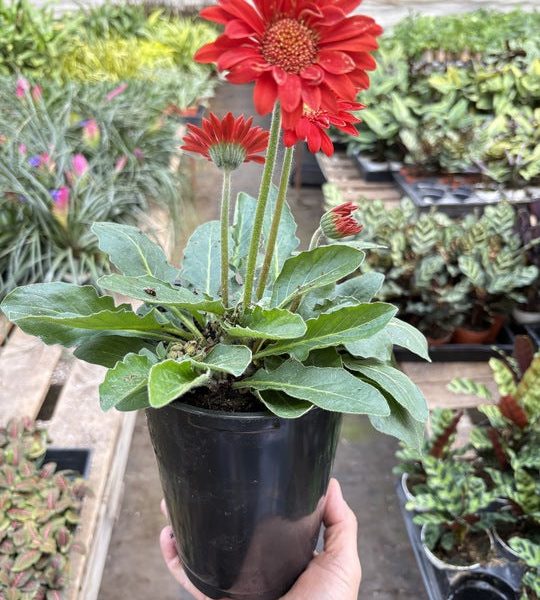 A hand holding a black pot with a red Gerbera daisy and green leaves. Background includes various plants in a nursery setting.