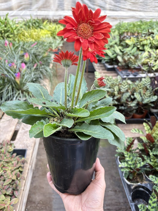 A hand holding a black pot with a red Gerbera daisy and green leaves. Background includes various plants in a nursery setting.