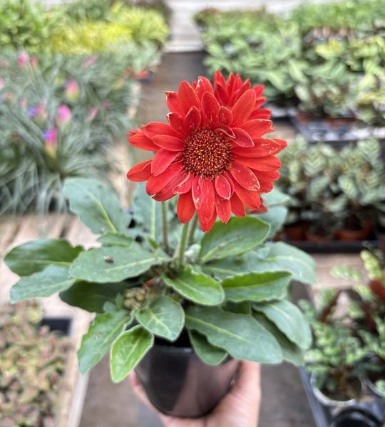 Person holding a small potted plant with a vibrant red gerbera daisy in a greenhouse setting.