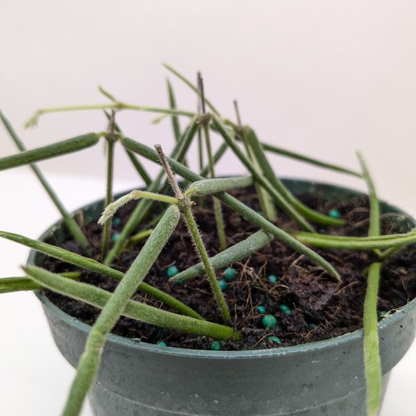 A small, green potted plant with elongated, thin leaves drooping over the edge of the pot. The soil is visible with green fertilizer pellets scattered on the surface.