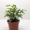 A leafy green plant in a brown plastic pot set against a plain white background.