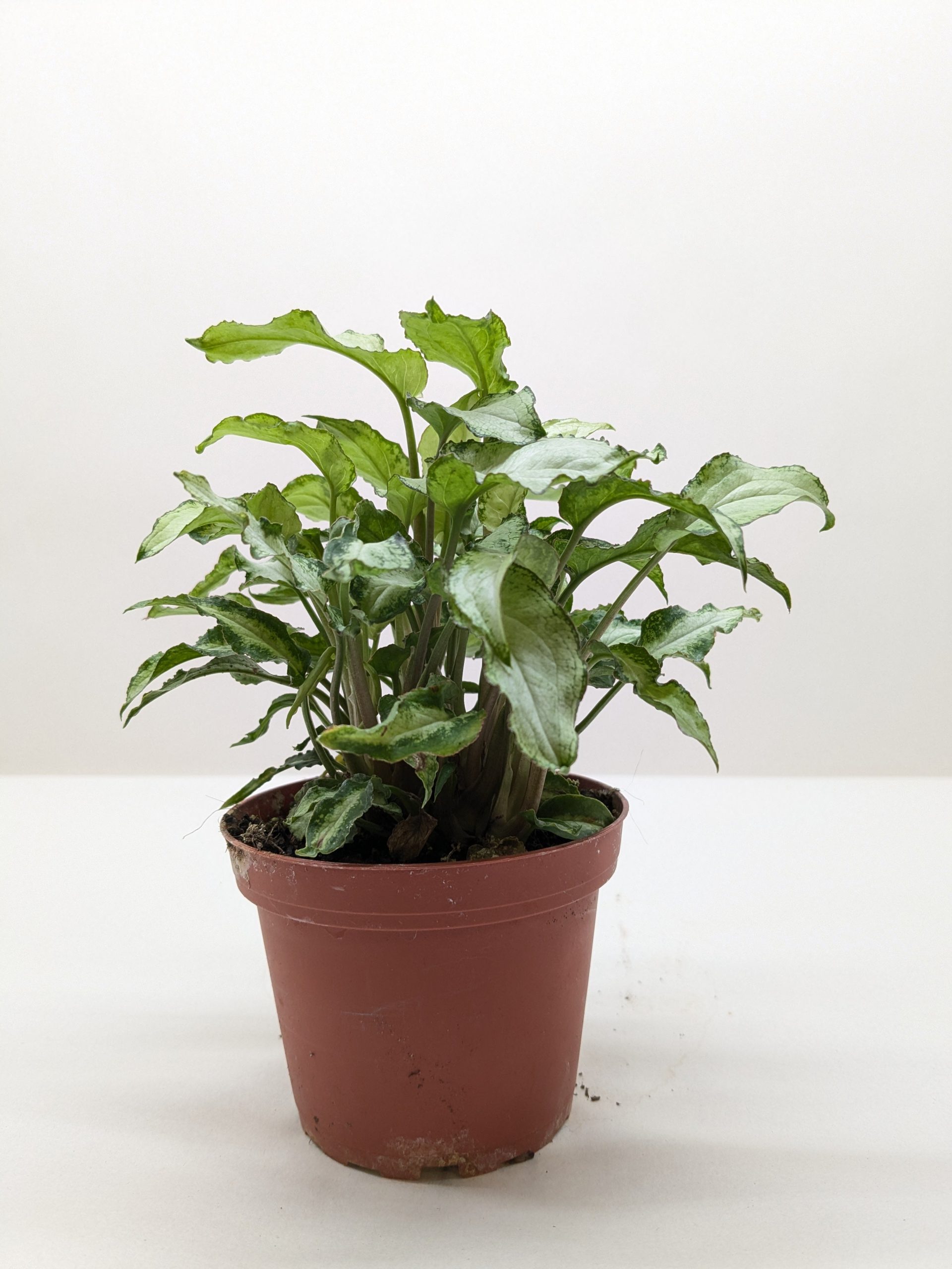 A leafy green plant in a brown plastic pot set against a plain white background.