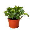 Potted green plant with glossy leaves in a red pot on a neutral background.