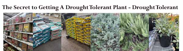 Store shelves displaying bags of soil and plant food, alongside potted drought-tolerant plants like succulents and shrubs.