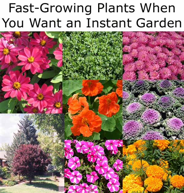 A collage of fast-growing plants including pink flowers, green foliage, and orange blossoms. Bottom left shows a lush garden with trees and a lawn. Text at the top reads: "Fast-Growing Plants When You Want an Instant Garden.