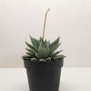 A small, spiky green succulent in a black plastic pot, with a single tall flower stalk extending upward against a plain white background.