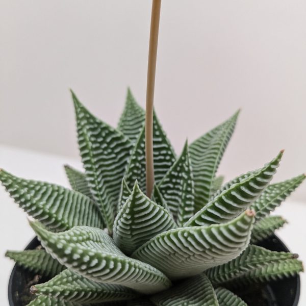 Close-up of a potted succulent with green, pointed leaves featuring white stripes. A long, slender stalk extends from the center.