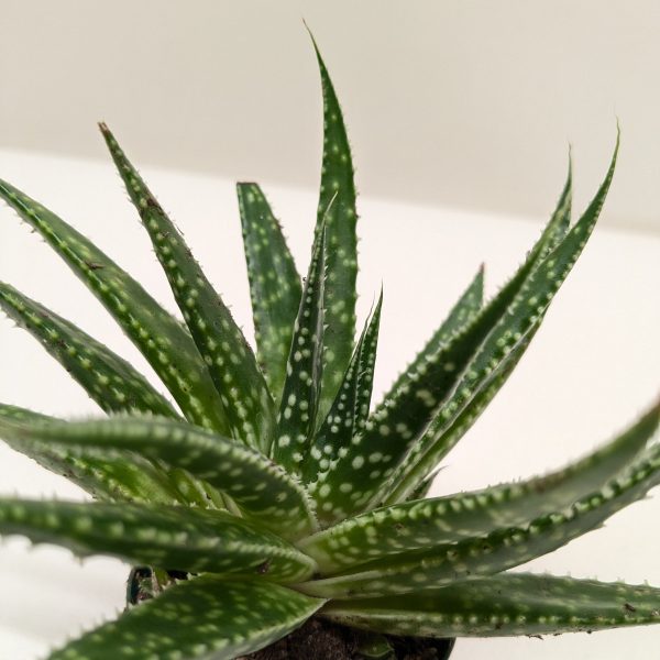 A small potted succulent with long, pointed green leaves, featuring white spots and small serrated edges, placed against a plain background.