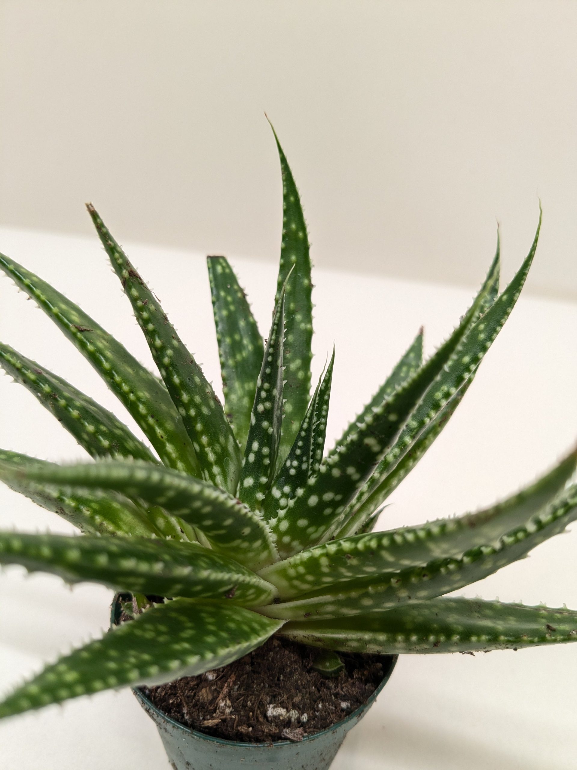 A small potted succulent with long, pointed green leaves, featuring white spots and small serrated edges, placed against a plain background.