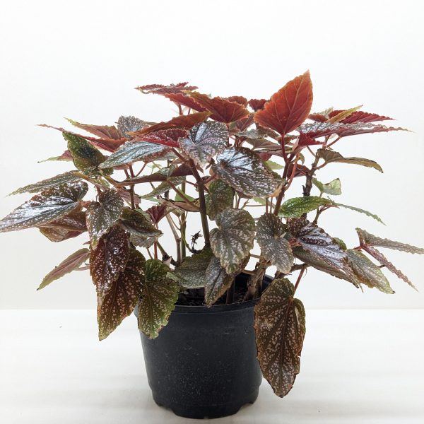 A potted plant with reddish-brown leaves and speckled patterns, set against a plain white background.