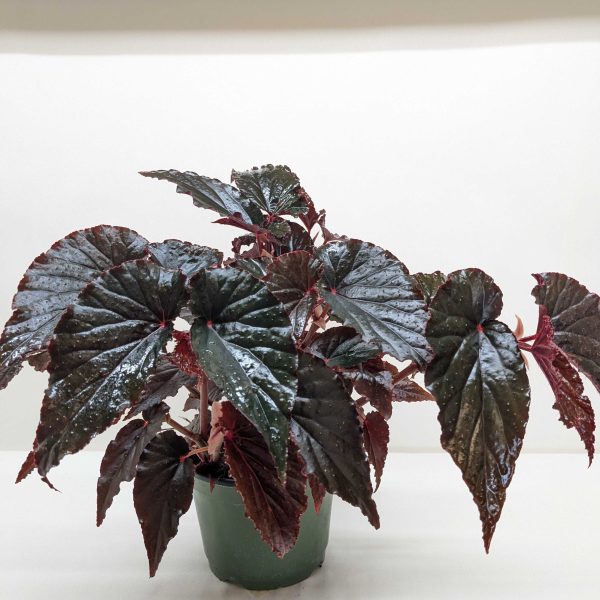 A potted plant with large, glossy, dark green leaves on red stems placed against a plain white background.