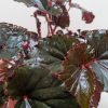 Close-up of a plant with dark, glossy leaves featuring serrated edges and red accents, set against a neutral background.