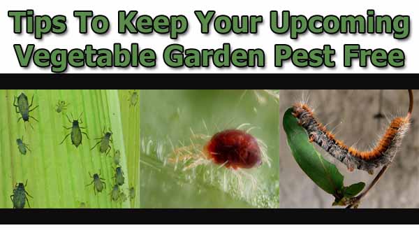 Header reads "Tips To Keep Your Upcoming Vegetable Garden Pest Free" above images of aphids on a leaf, a red mite on a green surface, and a caterpillar on a stem.
