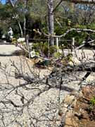 A leafless branch lies on a gravel path in a garden, with trees and greenery in the background under a clear blue sky.