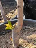 A tree sapling in a pot with new green leaves emerging from its trunk.