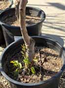 A potted plant growing in a large black container outdoors, with small green leaves sprouting from the base of the main stem.