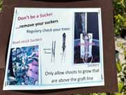 Sign with instructions for removing tree suckers, featuring images of suckers and pruning tools. Text advises to only allow shoots above the graft line to grow.