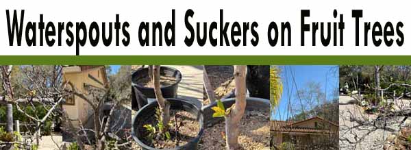 Collage of fruit trees with text "Waterspouts and Suckers on Fruit Trees" above. Trees have visible branches and stems in pots and outdoors.