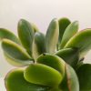 Close-up of a jade plant with thick, oval green leaves featuring red edges and a few white streaks, set against a plain light background.
