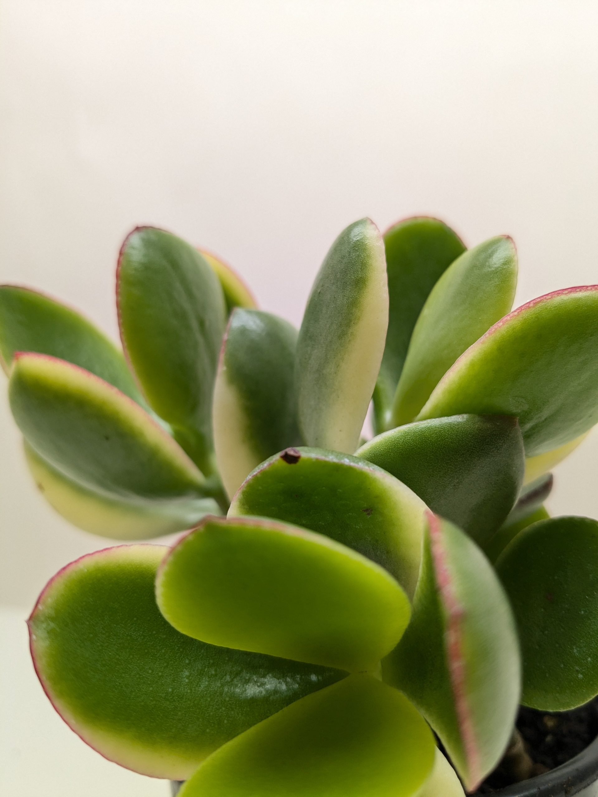 Close-up of a jade plant with thick, oval green leaves featuring red edges and a few white streaks, set against a plain light background.