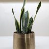 A snake plant with upright green leaves edged in yellow, potted in a metallic gold-colored container on a white surface.