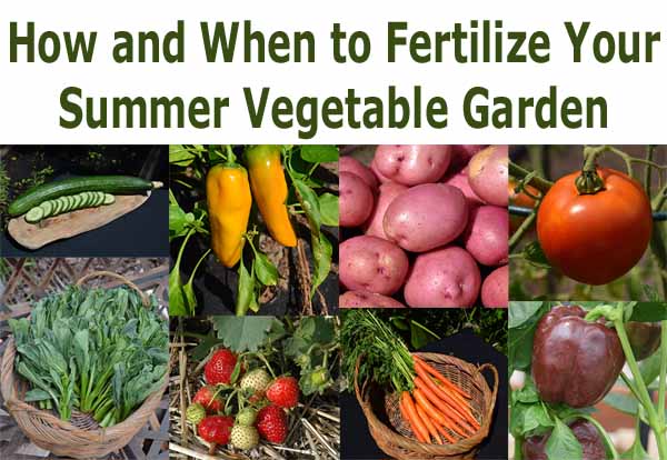 Collage of vegetables and fruits, including cucumbers, peppers, potatoes, tomato, leafy greens, strawberries, carrots, and bell pepper, with text "How and When to Fertilize Your Summer Vegetable Garden.