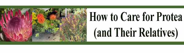 Banner with photos of a protea flower and related plants, with the text "How to Care for Protea (and Their Relatives)" on a white background.