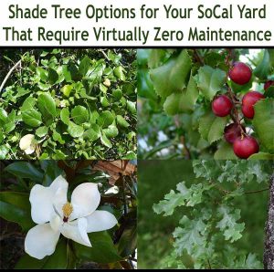 Four types of shade trees suitable for Southern California yards, each shown with leaves, flowers, or fruit, under text promoting low-maintenance options.