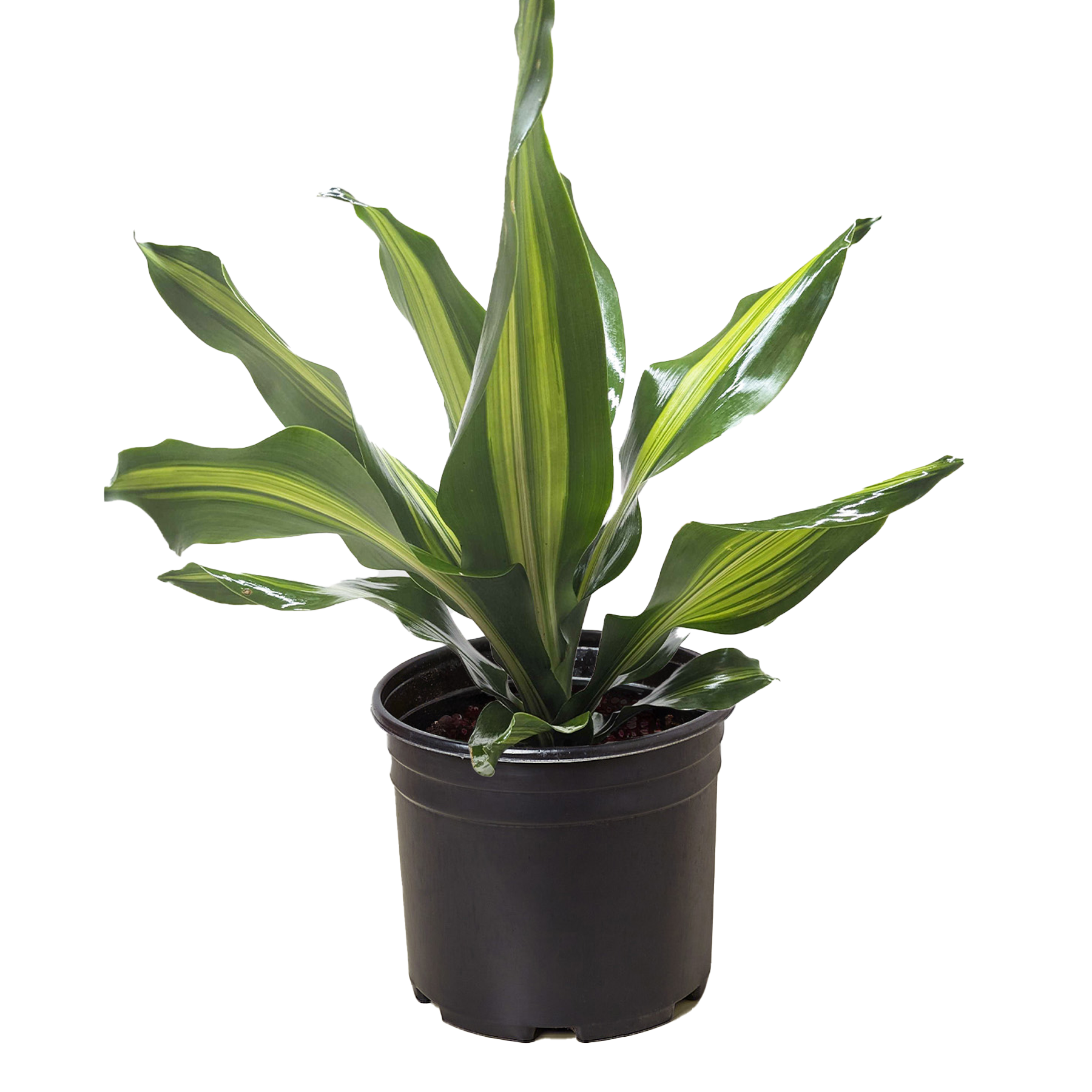 A green potted plant with long, pointed leaves featuring yellow stripes, set in a black plastic pot against a white background.