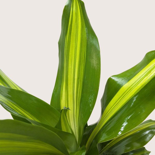 Close-up of a Dracaena fragrans plant with glossy green leaves featuring prominent yellow-green central stripes.