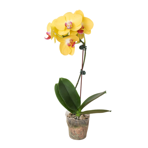 A yellow orchid with pink centers in a transparent plastic pot, supported by a stake, against a white background.