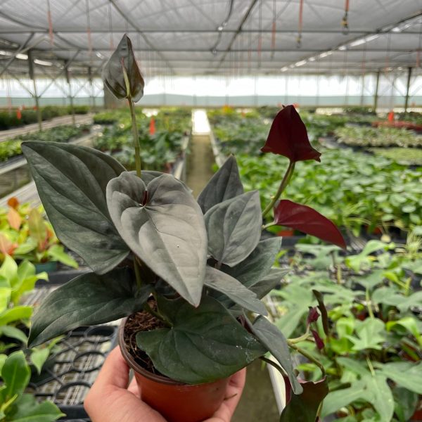 A hand holds a potted plant with dark green and reddish leaves inside a large greenhouse filled with various other plants.