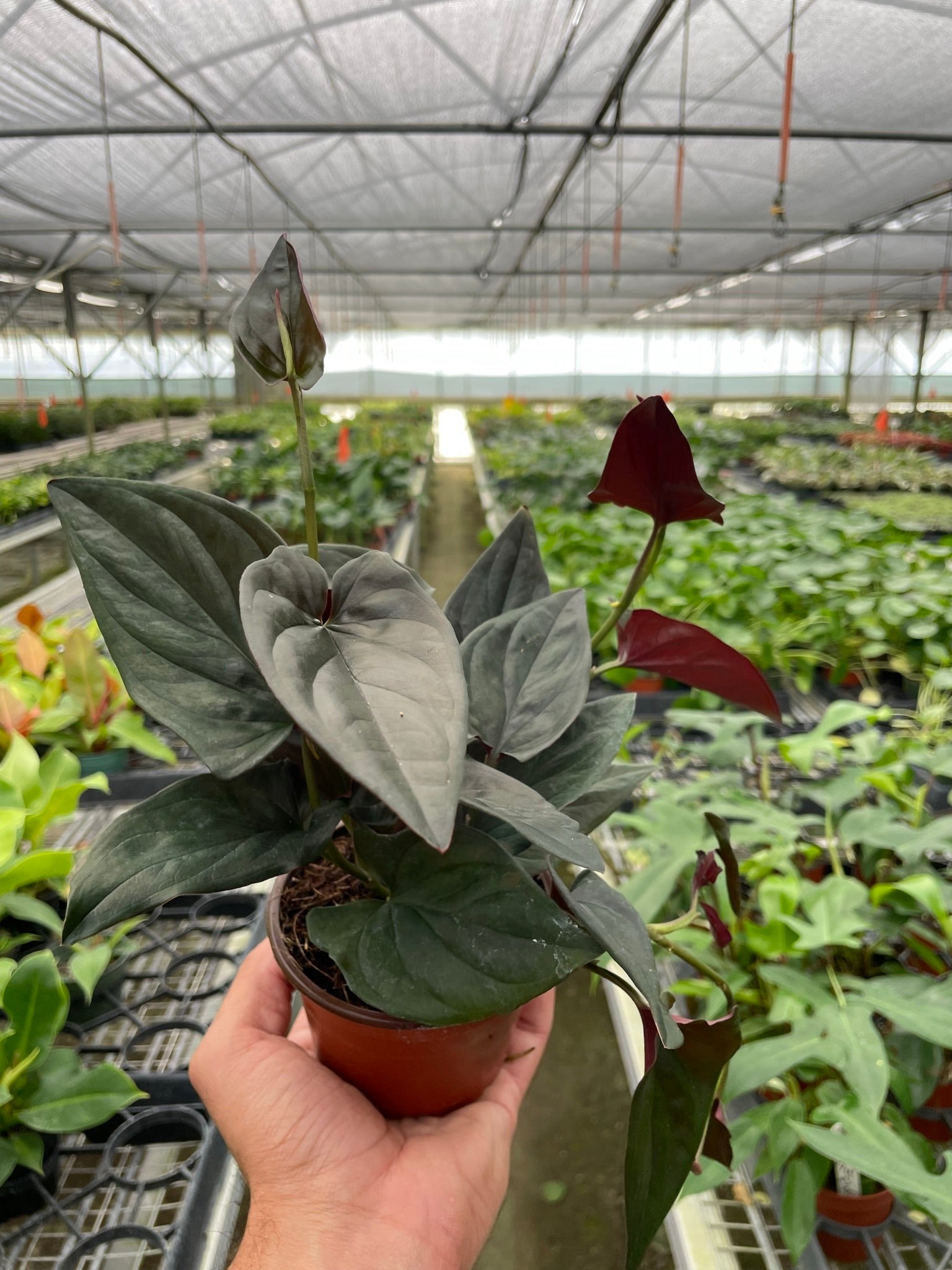 A hand holds a potted plant with dark green and reddish leaves inside a large greenhouse filled with various other plants.