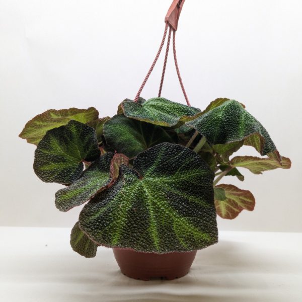 A potted plant with large, textured, dark green leaves and reddish undersides in a brown hanging basket against a plain white background.