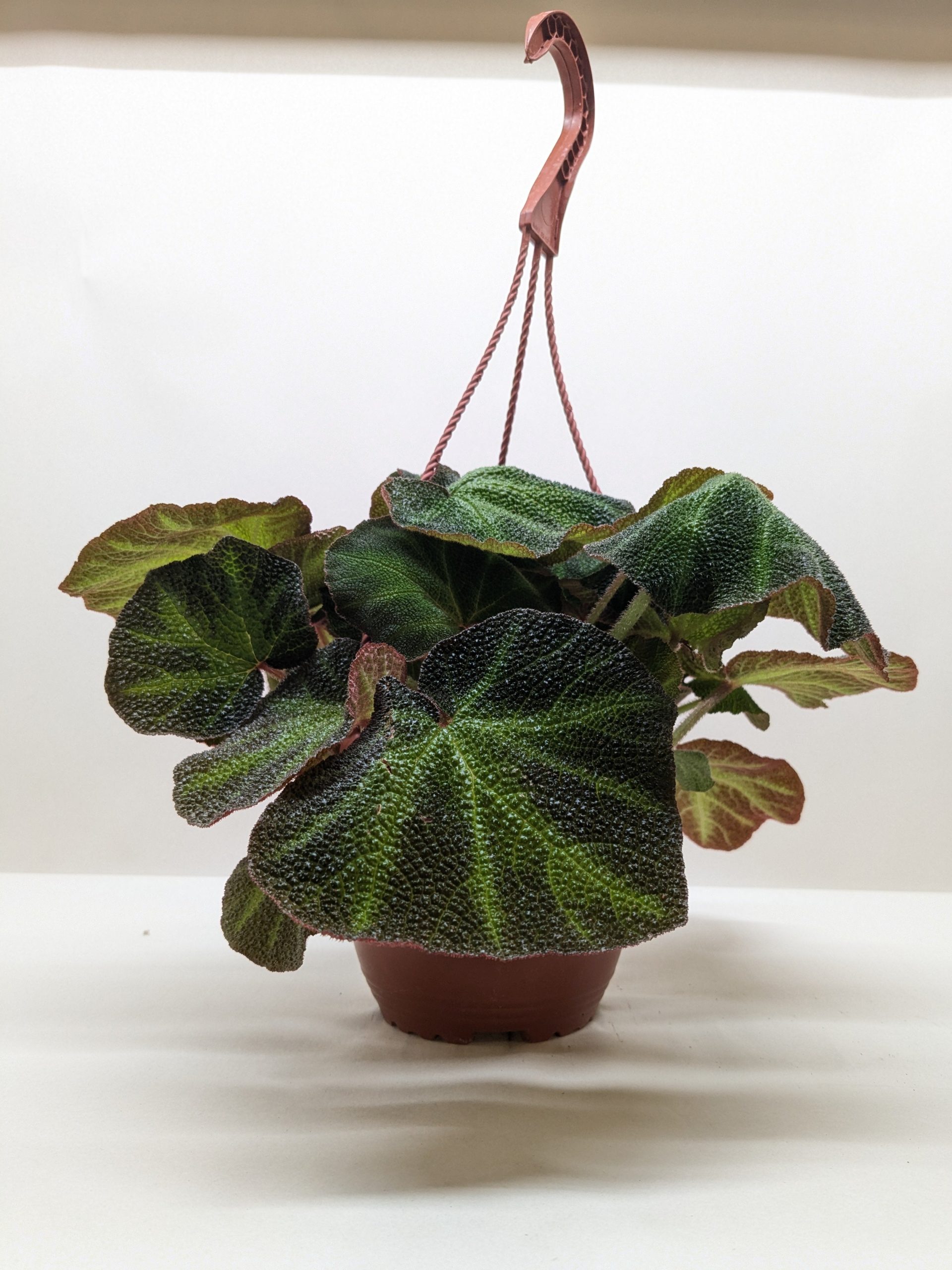 A potted plant with large, textured, dark green leaves and reddish undersides in a brown hanging basket against a plain white background.