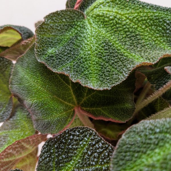 Close-up of green, textured leaves of a hanging houseplant with reddish edges and stems, set against a plain background.