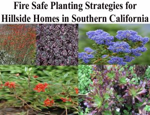 A collage of five fire-resistant plants with the text: "Fire Safe Planting Strategies for Hillside Homes in Southern California" at the top.