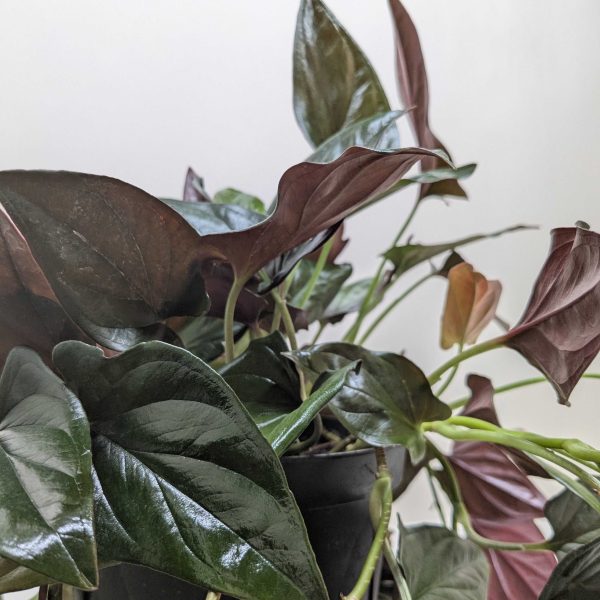 A close-up of a potted plant with dark green and deep burgundy leaves against a plain light background.