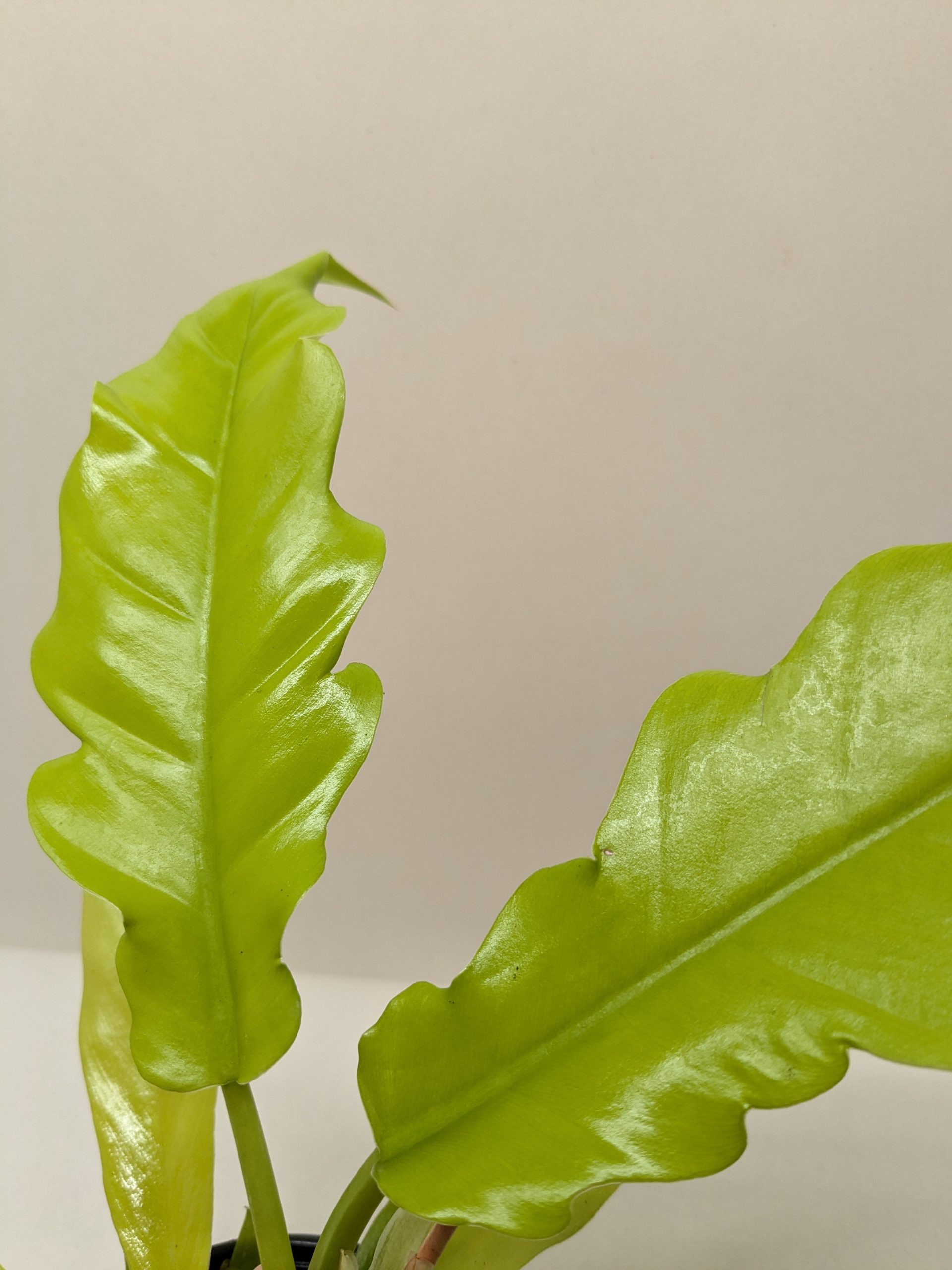 Close-up of two bright green, wavy-edged leaves against a plain light background.