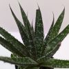 A close-up of a green succulent plant with pointed, spiky leaves covered in small white spots, growing in a small pot against a plain background.
