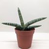 A small striped succulent plant with long, pointed leaves in a brown plastic pot against a plain white background.