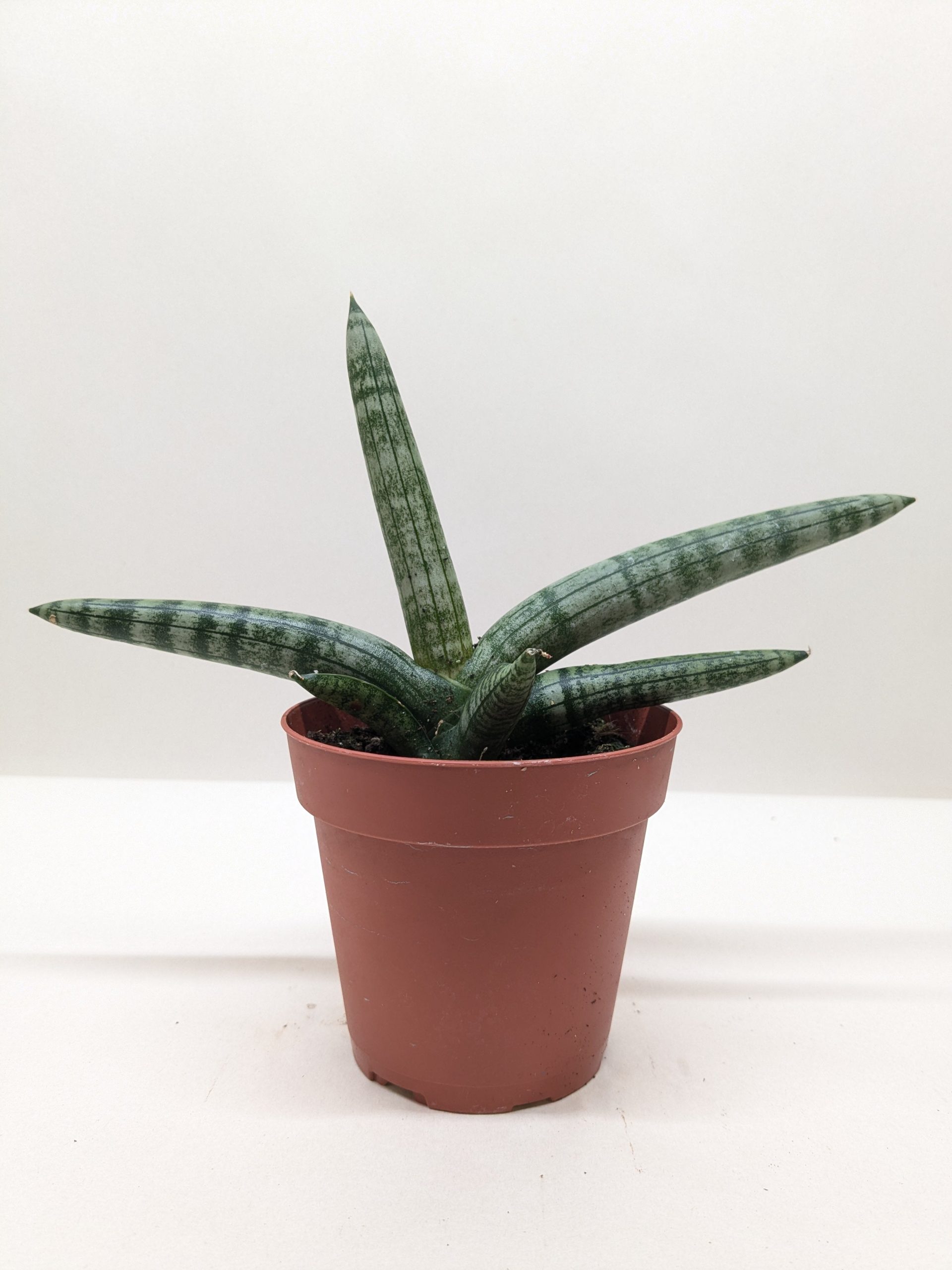 A small striped succulent plant with long, pointed leaves in a brown plastic pot against a plain white background.