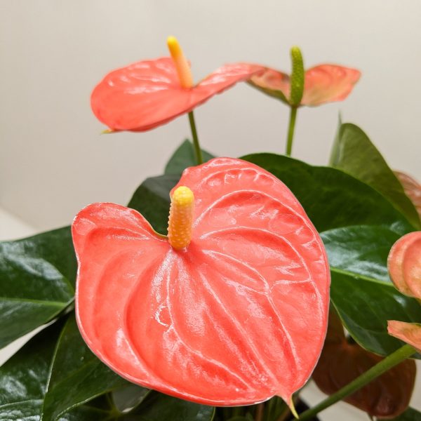 Close-up of an anthurium plant with glossy red spathes and yellow spadices, surrounded by dark green leaves against a plain background.