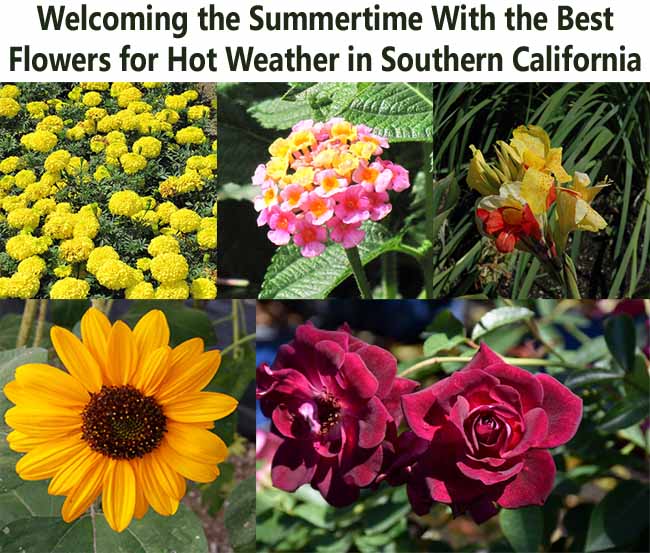A collage of summer flowers suitable for hot Southern California weather, including marigolds, lantana, daylilies, sunflower, and roses, with a title above the images.