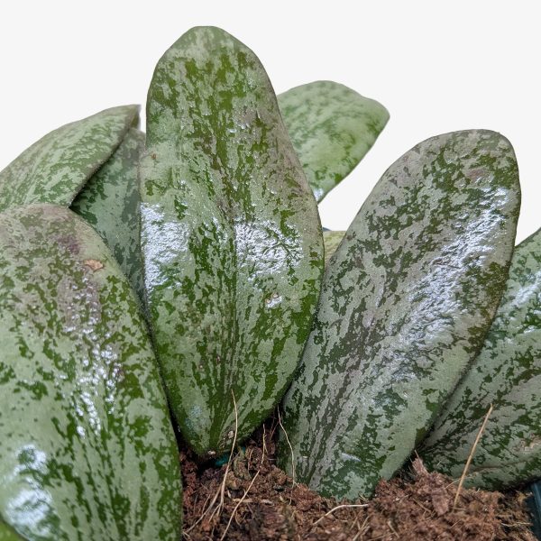 Close-up of several thick, green, mottled leaves growing upward from soil, with a white background.