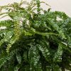 Close-up of a healthy green fern plant with glossy, textured leaves against a plain light background.