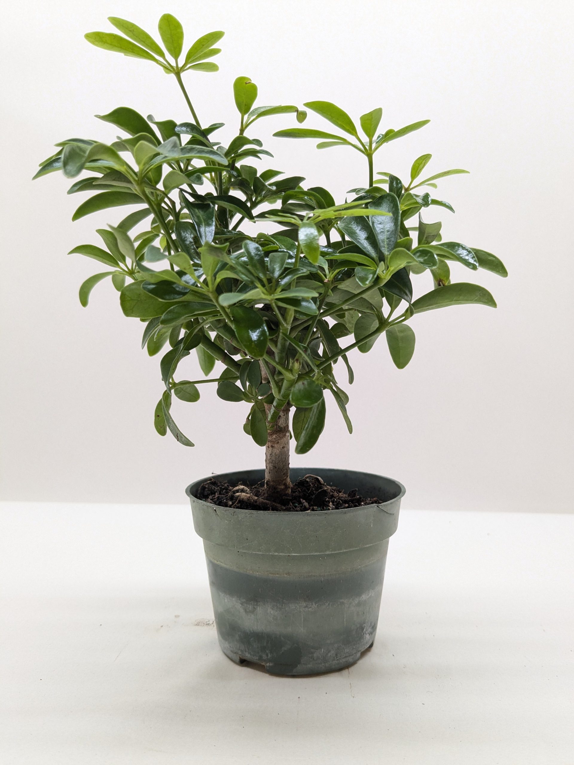 A small potted plant with green leaves in a gray plastic pot sits on a white surface against a plain background.